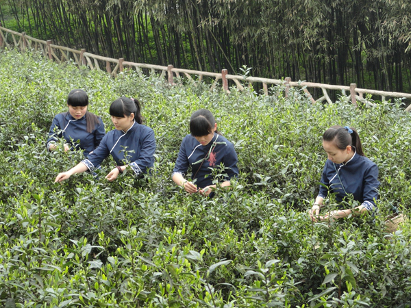 君山银针黄茶基地