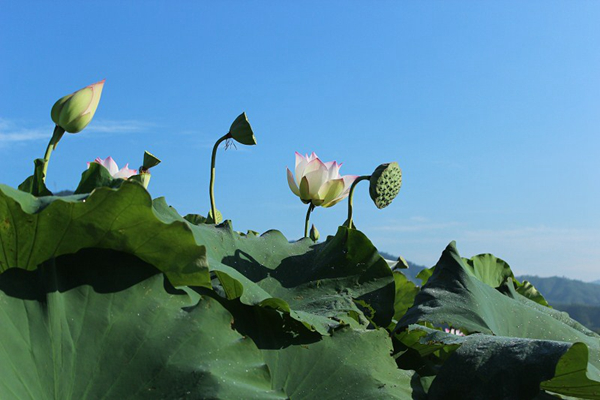 岳阳莲世界团湖野莲基地生态环境 