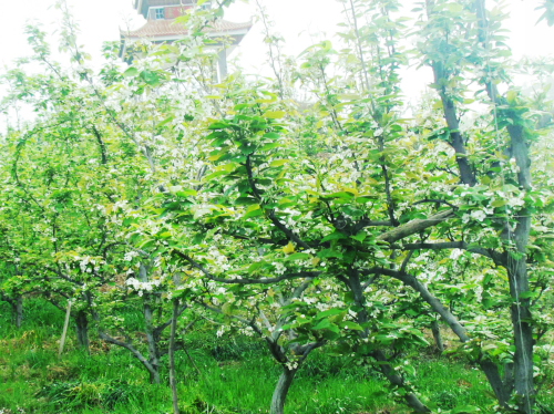 万顷梨园，繁花如雪，花香浓郁