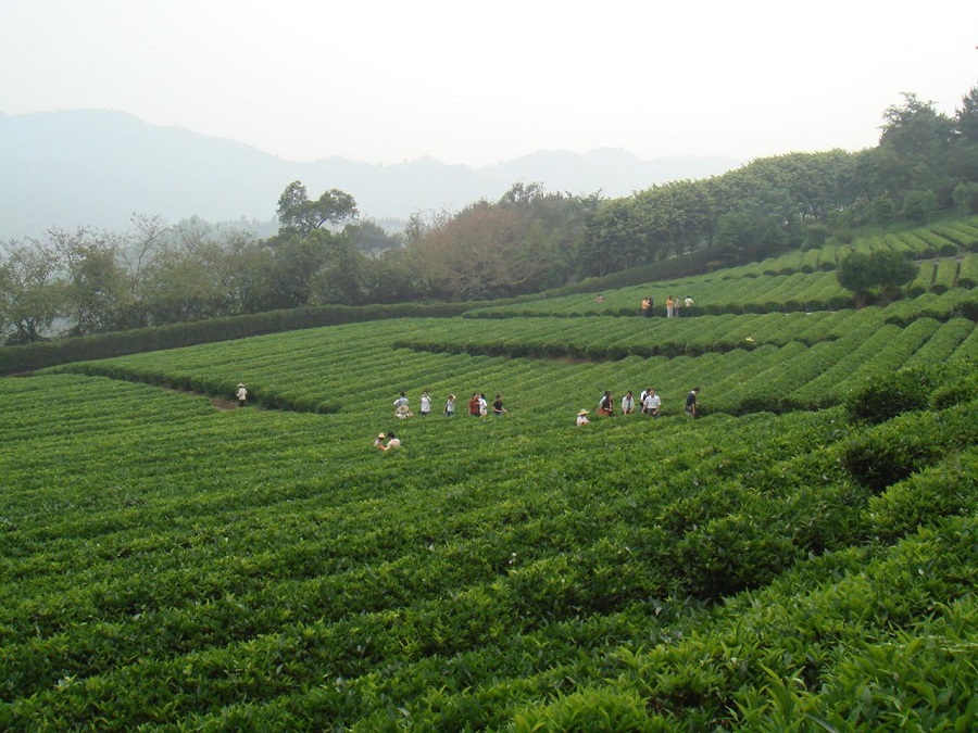 有机茶叶生态产业园