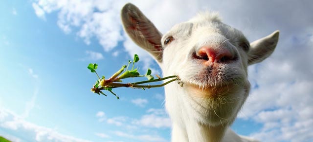 羊奶粉掺牛乳问题调查：羊奶粉还是牛奶粉？