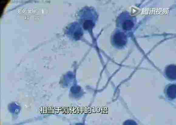 黄曲霉毒素相当于氰化钾的10倍