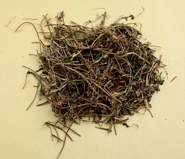 绞股蓝泡茶喝的注意事项
