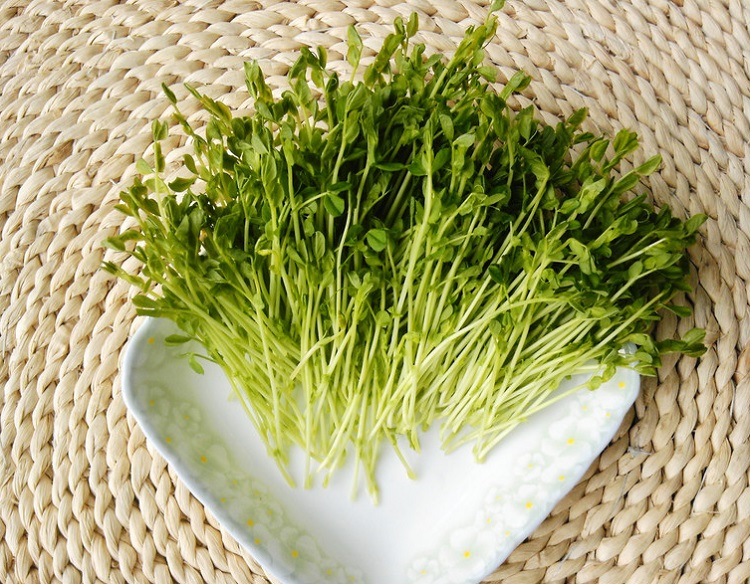 哪些食物发芽了可以吃：发芽豌豆