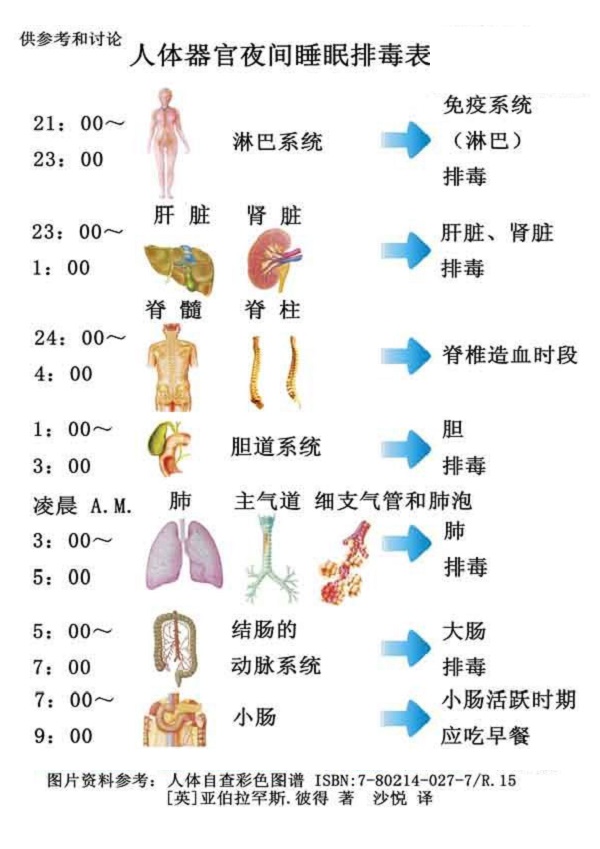 人体排毒时间表