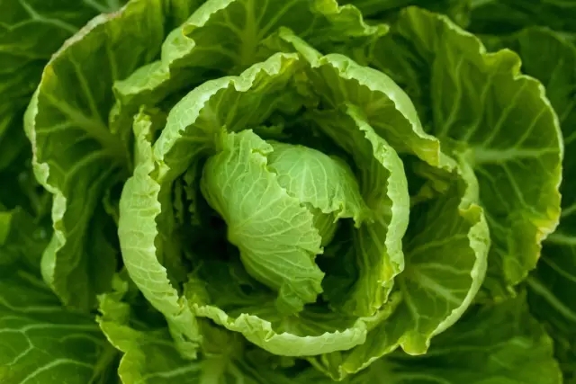 绿色生活：冬天圆白菜保鲜小秘诀