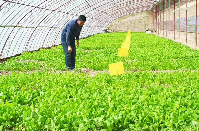 有机肥料作用与好处：改善作物品质，促进作物高产稳产
