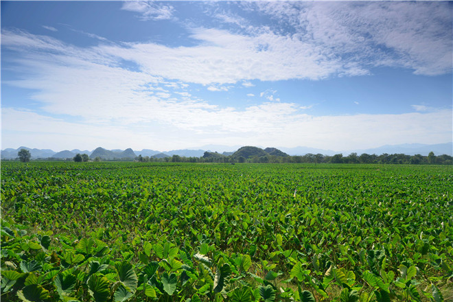 江永蔬菜基地