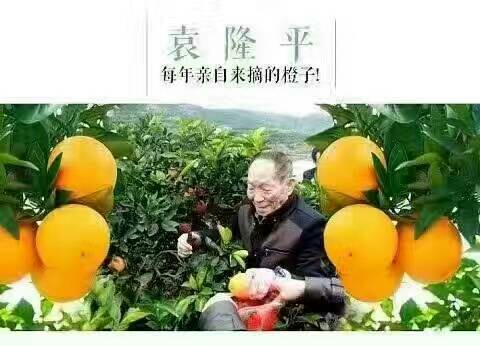 袁隆平院士盛赞麻阳冰糖橙