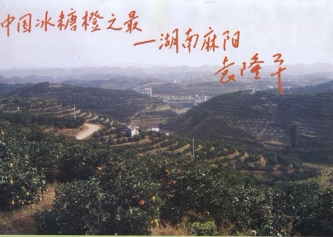 麻阳冰糖橙是百岁寿星们的长寿果