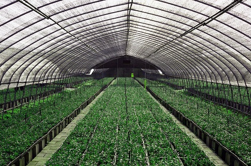 有机蔬菜种植栽培管理措施