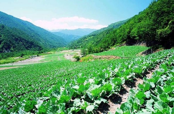 有机蔬菜长势过旺(徒长)现象发生的原因