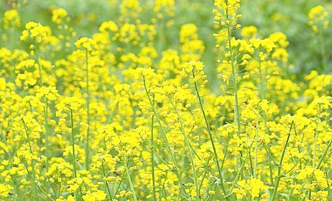 湖南成功培育“早熟油菜”