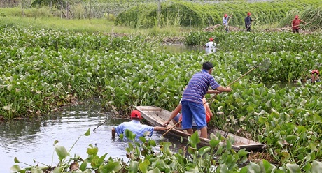 人工除草