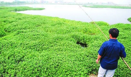 生物治草