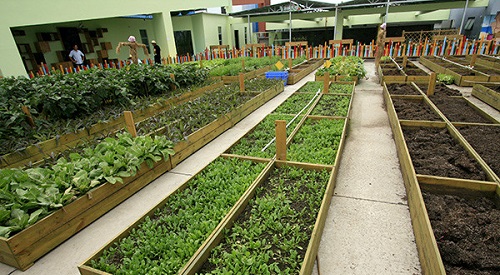 有机种植促进农作物种类多元化
