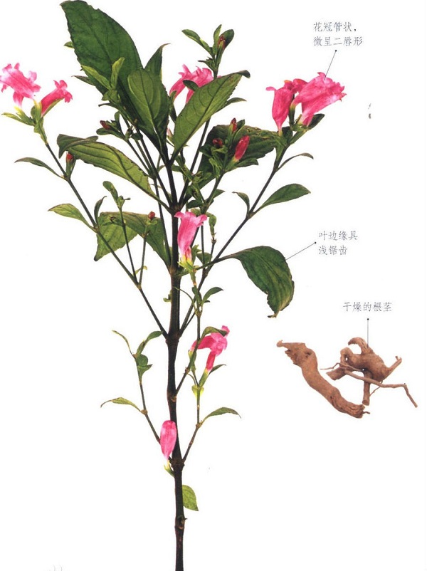 板蓝根的作用有哪些？