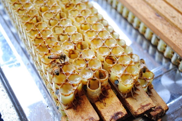 蜂王浆食用方法