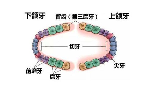 什么样的智齿值得保留呢