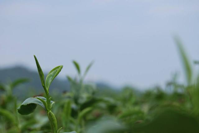 这样的绿色，这样的芽头，怎能不爱这茶