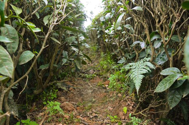 茶树下长满杂草