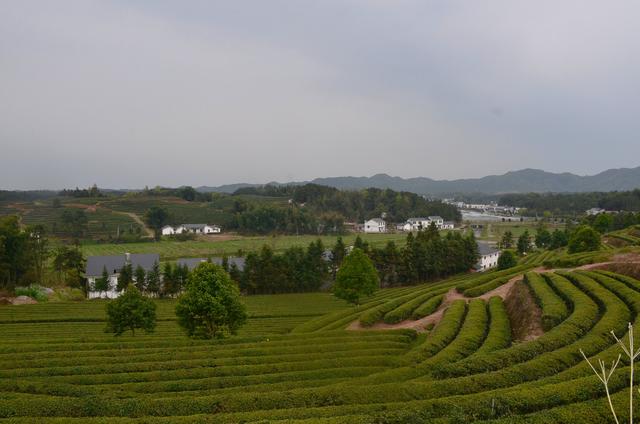 金井茶园：绿色食品示范基地