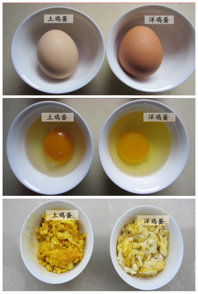 土洋鸡蛋营养大pk,原来并非"越土越好"